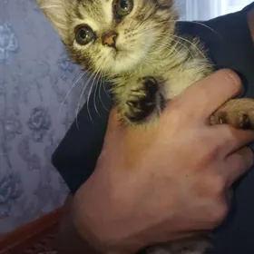 персидский котята