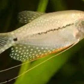 Жемчужные гурами
