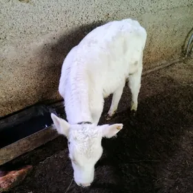 Golştin , kanatka ökūzçeler