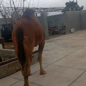 Гысыр дулуч