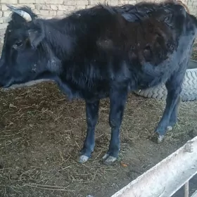 гысыр маллар