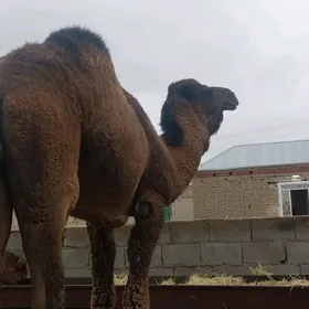 Howur duyHowur erkek