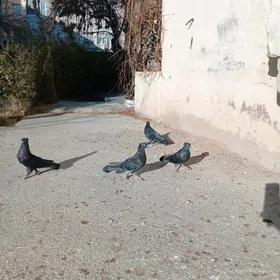 голуби , Каштановые.