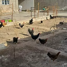 инкубатор юмуртга