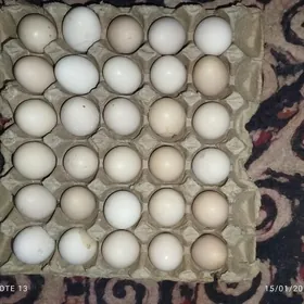 Adler towuguň ýunurtgasy