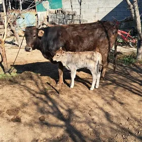 Arassa Swes Goleli sygyr