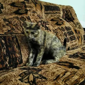 Siýamskiý goşulan pişik. Mugt