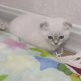 pişikler - кошки