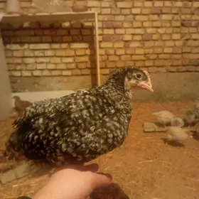 Dominant Lohman sandy brown