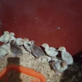 İnduk jüje owgan tohum