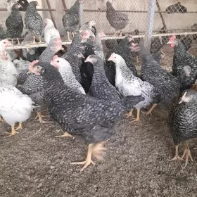 Towuk Dominant horaz!