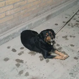 kiminki bolsa jan et