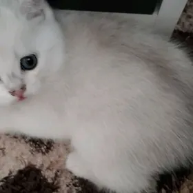 шотландскийе котята