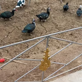 сесиз лал ордеклер индушка