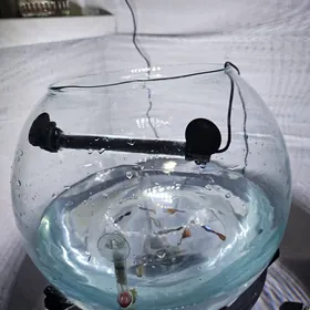 akwarum аквариюм