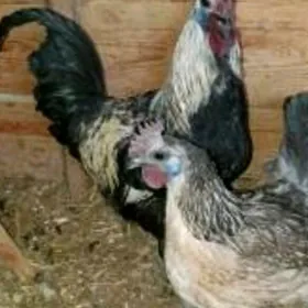 lakedanzilakedanzilakedanzi