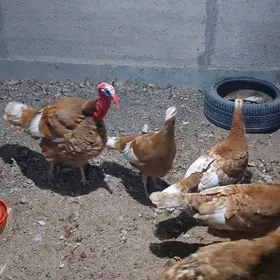 induk yumurtga owgan paroda