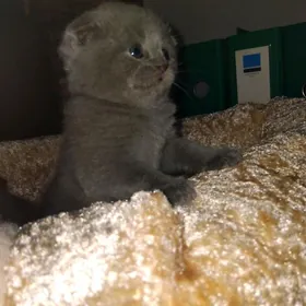 Вислоушки и прямоушки котята