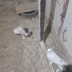 paska bakinski 20 guruk