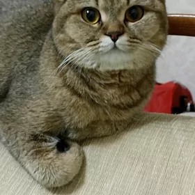 для вязки нужен кот