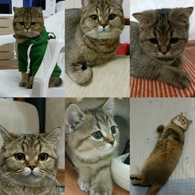 НУЖЕН КОТ ДЛЯ СВИДАНИЯ