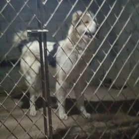 Turkmen alabay it gujik