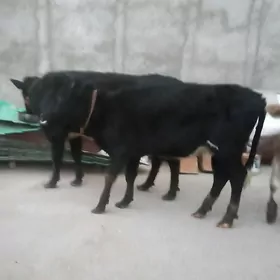 paroda galiste sygyr