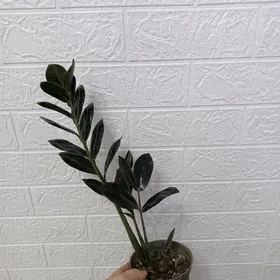 ЧЁРНЫЙ ЗАМИК