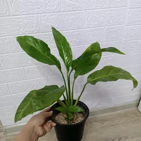 ЖЕНСКОЕ СЧАСТЬЕ