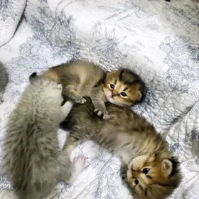 Котята / pişikler