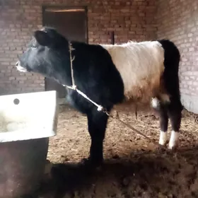 Gibrit Öküz we Bogaz Sygyrlar.