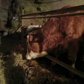 сментал окуз