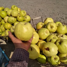 Sapylan Behi (aýwa) we armyt