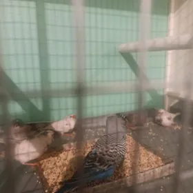 Amadinka gus popugay