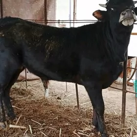 Baklyk okuzler 67 mlndna