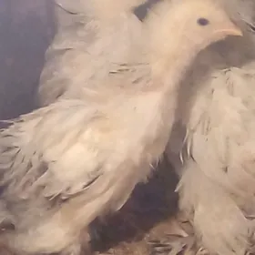 барма  жуже