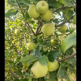 Taÿn Biznas 205 gekdar