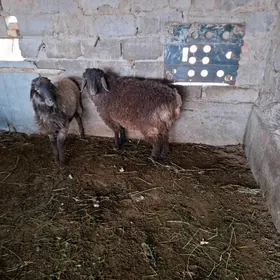 гойун/goyun   гоч/goc