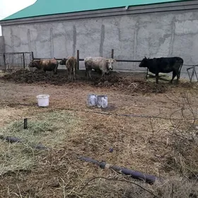 SYGYR BIR GUZLAN 4 SANY