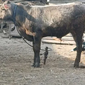 Okuz.iki sany bir tuwe