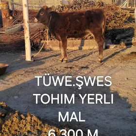 ŞWES ŢÜWE TOHIM YERLI MAL