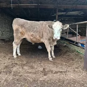 SİMENTAL. ÖKUZ. WE. UNAJYN