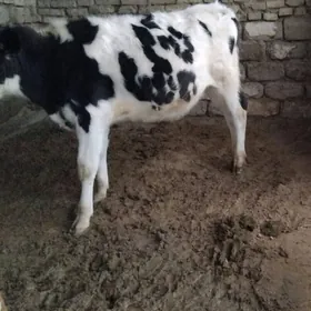 GALIŞTEY OKÜZ ARASSA