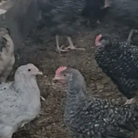 Daminat ataks adler jüje