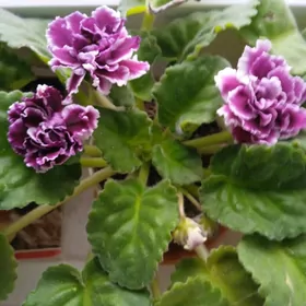 фиалки герцогиня