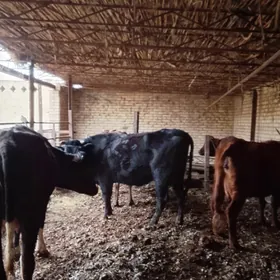 okuz unadjyn goleli sygyr