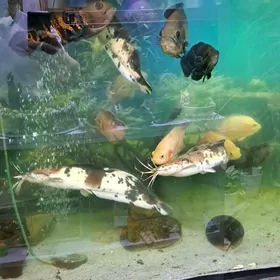 большие рыбы для аквариума