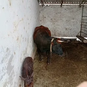 Goleli sygyr bn bakylan