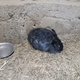 Крольчиха, Towşen 