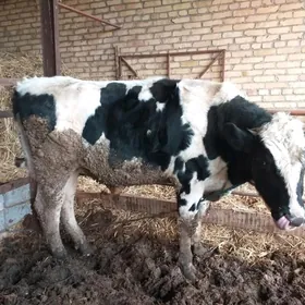 Galsteyn okuz, Dalgyr ojekli